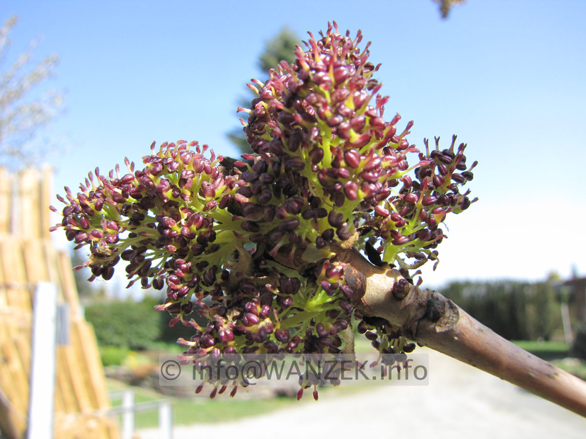 Fraxinus excelsior Jaspidea - knospige Bluete2.JPG